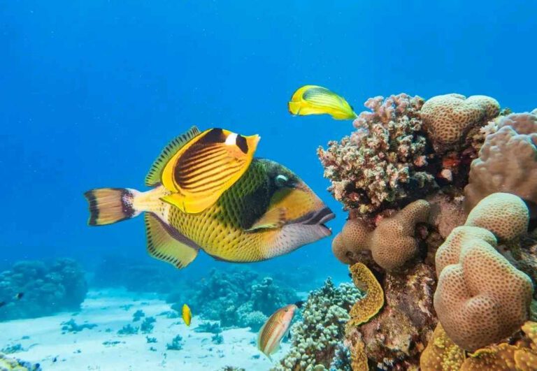 a yellow fish from the hurghada blue shark divers