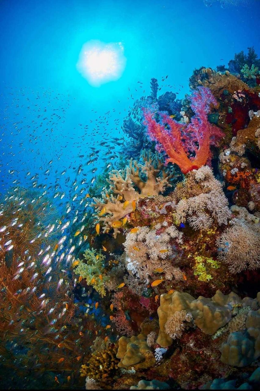 Hurghada under water