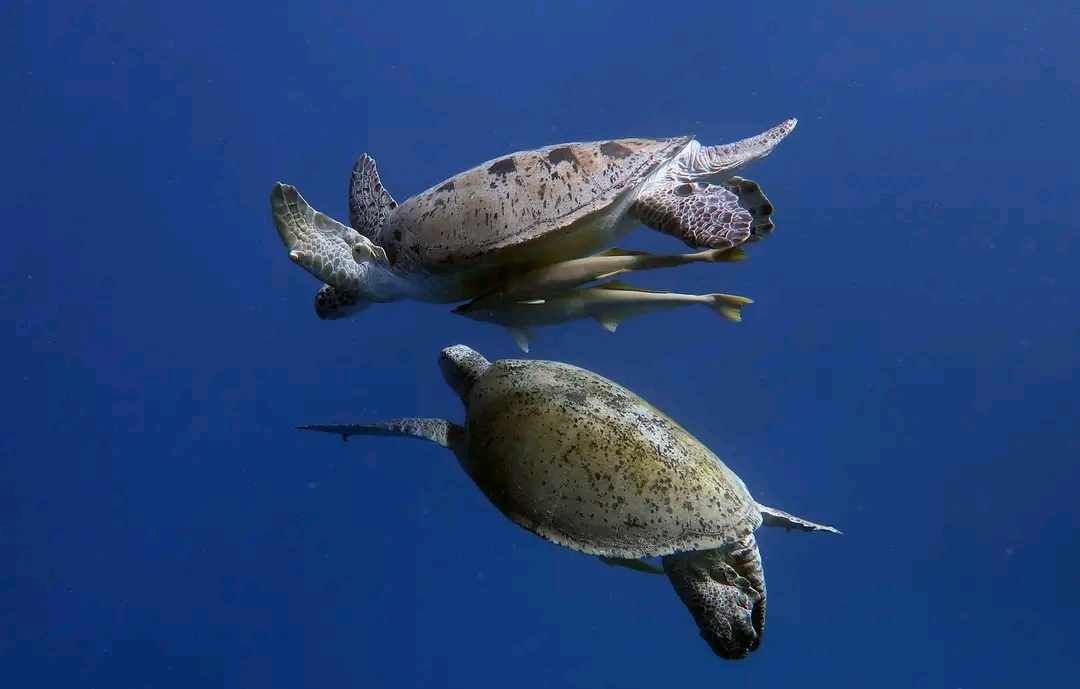 A photo of two turtles from the hurghada blue shark divers